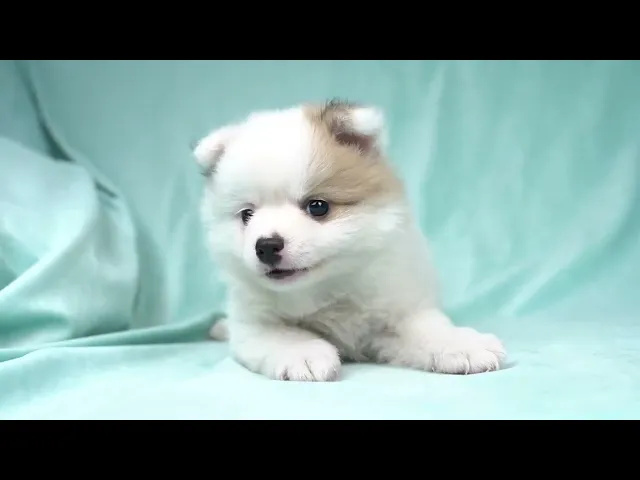動画