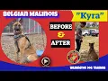 Belgian Malinois - Before After Kyra Wilmington NC Dog Training Best Dog Training