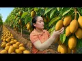Download Lagu Harvesting Over 1000 Ripe Sapodillas and Selling Them at the Countryside Market