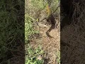 Spider Catches Bird