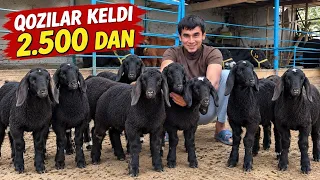 😱 2.500 DAN SHOK! BUNDAN ARZONI BORMI?! 🔥