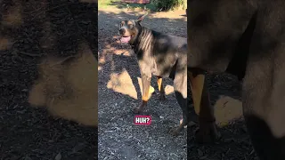 #fyp #dream #doberman #pets #youtube