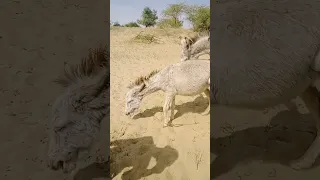 Donkeys Shortvideo Gude  Donkeys Shortvideo Gude