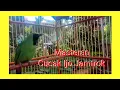 Download Lagu Masteran Cucak Ijo Jambul Ngetrok