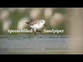Download Lagu Spoon-billed Sandpiper at Khok Kham, Samut Sakhon, Thailand