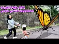 Download Lagu Dikejar Kupu-Kupu Raksasa Karena Nangkap Kupu-Kupu Kecil di Taman