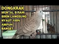 Lagu Perkutut Lokal Gacor Suara Super Kristal - Pancingan Malas Bunyi  (99%AMPUH BANGET)