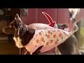 Kuoser Recovery Suit for Dogs Cats After Surgery Professional Pet Recovery Shirt Dog Abdominal