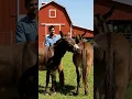 Download Lagu Funniest Donkey Ever Donkey Training the fun way 2042