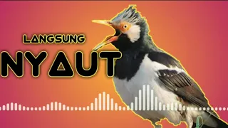 new masteran kicau mania 2020 paling efektif