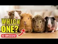10 Best Guinea Pig Breeds To Keep as Pet