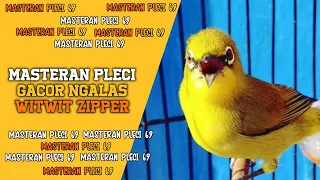 Download Masteran Pleci Gacor Ngalas Wit Wit Zipper Roll Speed Terbaru MP3
