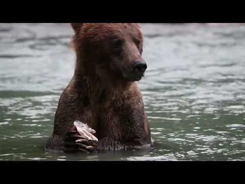 A Wild Year on Earth