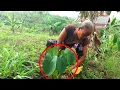 Download Lagu BUAH DARI POHIN INI BANYAK BANGET😲😲