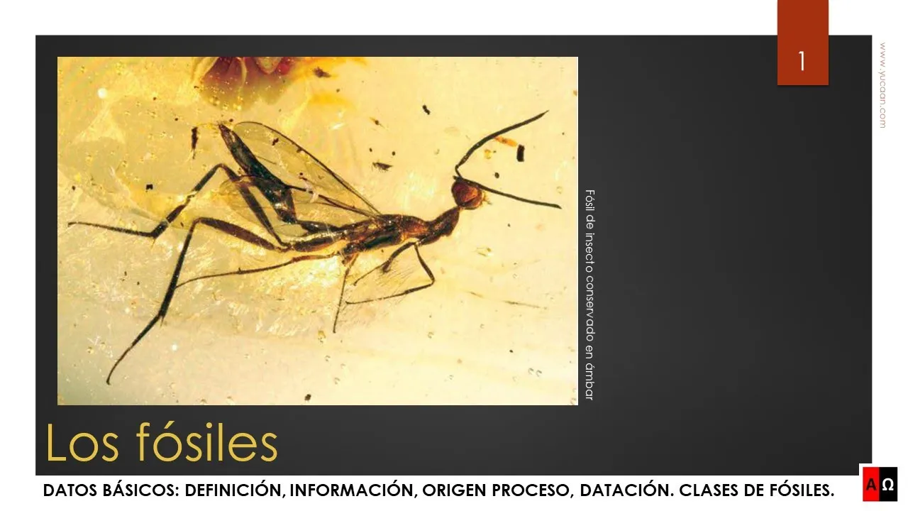 Los fósiles