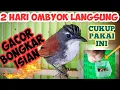 CARA MERAWAT BURUNG SNIPER AGAR CEPAT GACOR