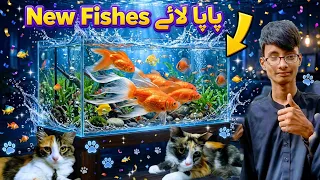 Papa laye new fishes vlog viralvideo trendingvideo trendindia shorts viral toptrend 1million ytviral