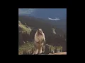 Funny animal screaming meme