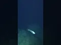 Download Lagu Meet the giant cusk-eel, one of our favorite deep-sea fish! 🐟