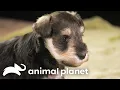 Schnauzer Puppies Hilarious Interaction with Ferret Too Cute Animal Planet