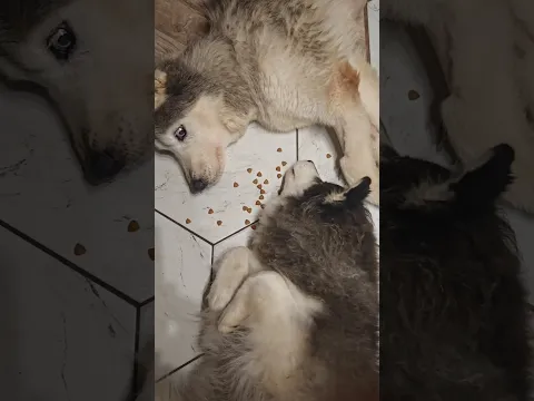 Невзначатый жрулинг
