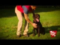 Training Your Pet for an Underground Wireless Fence Tractor Supply Co