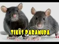 Download Lagu TIKUS - By_Tikus Paramuda