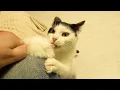 Download Lagu Bella cat hunts edible toy