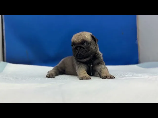 動画