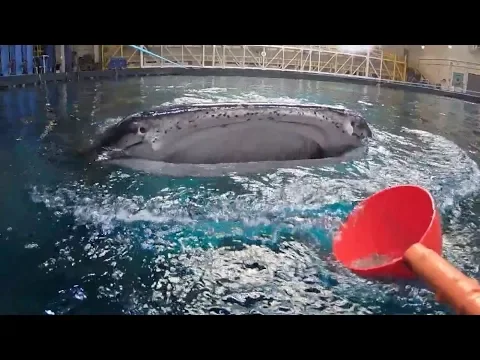 Download MP3 360 View of Feeding Whale Sharks at Georgia Aquarium!