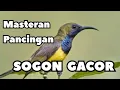 Download Lagu Masteran Sogon cepat GACOR