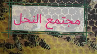 مشروع مدرسي مجتمع النحل السنه الثانيه متوسط 