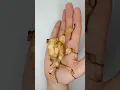 From egg to adult Australian spiny stick insect