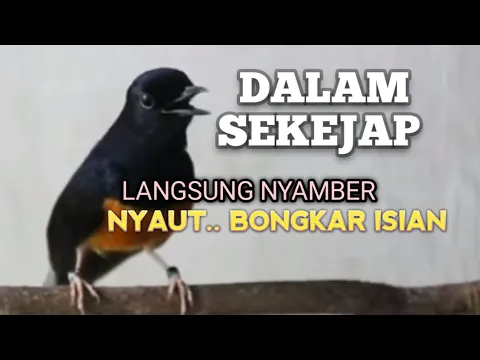 Download MP3 SUARA MURAI BATU Untuk MENAIKAN EMOSI jadi NYAUT GACOR BONGKAR MATERI ISIAN | PANCINGAN MURAI