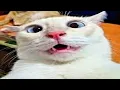 these cats have 1 brain cell