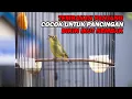 PANCINGAN PLECI NEMBAK PANJANG, BIKIN LAWAN IKUT NEMBAK DAN BUKA PARUH