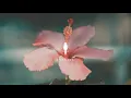 Helios - Nothing It Can