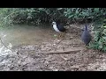 Download Lagu Amazing Bird Funny with sound