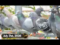 Florida Pigeon Derby Update - July 31st 2026