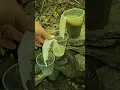 Filtering sediment from muddy water with a paper towel and some cups