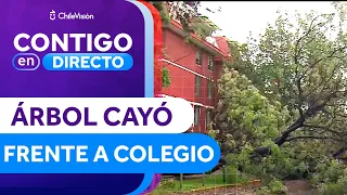 CAYÓ FRENTE A COLEGIO: Árbol de gran tamaño colapsó en medio de calle en Ñuñoa- Contigo en Directo