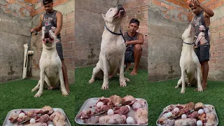 DOGO ARGENTINO: FORÇA, NOBREZA E LEALDADE