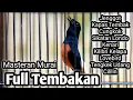 MURAI BATU GACOR FULL ISIAN TEMBAKAN KAPAS TEMBAK CUNGKOK KENARI CILILIN TENGKEK C JENGGOT DLL