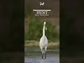 Download Lagu Grey Egrets are the BEST Fish Hunters in the Wild!