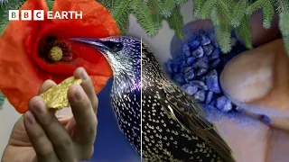 What Is Colour and Where Does It Come From? | BBC Earth Science