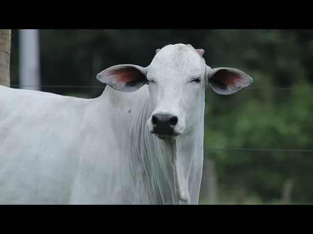 Novilha Nelore TRE - 4305