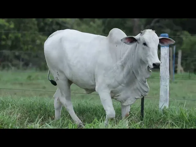 Novilha Nelore TRE - 4305