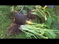 Download Lagu Splitting Hostas How To Split A Hosta And Dig Up Hosta Garden Plants
