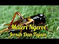 Download Lagu MASTERAN JANGKRIK BERJEDA 1-3 menit Suara Jernih❗