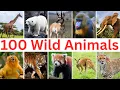 Download Lagu 100 Most Popular Wild Animals You Need to Know